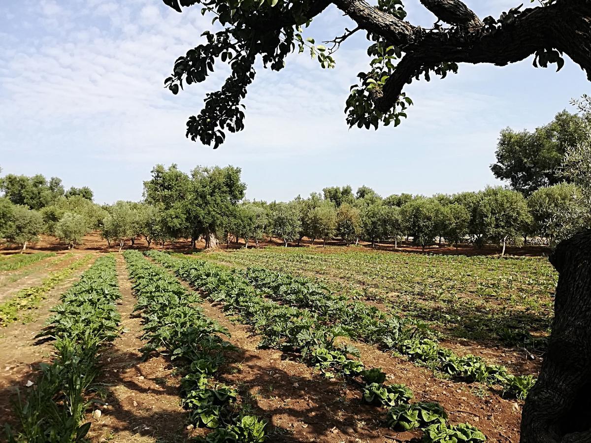 Masseria Don Sante Fasano Eksteriør bilde